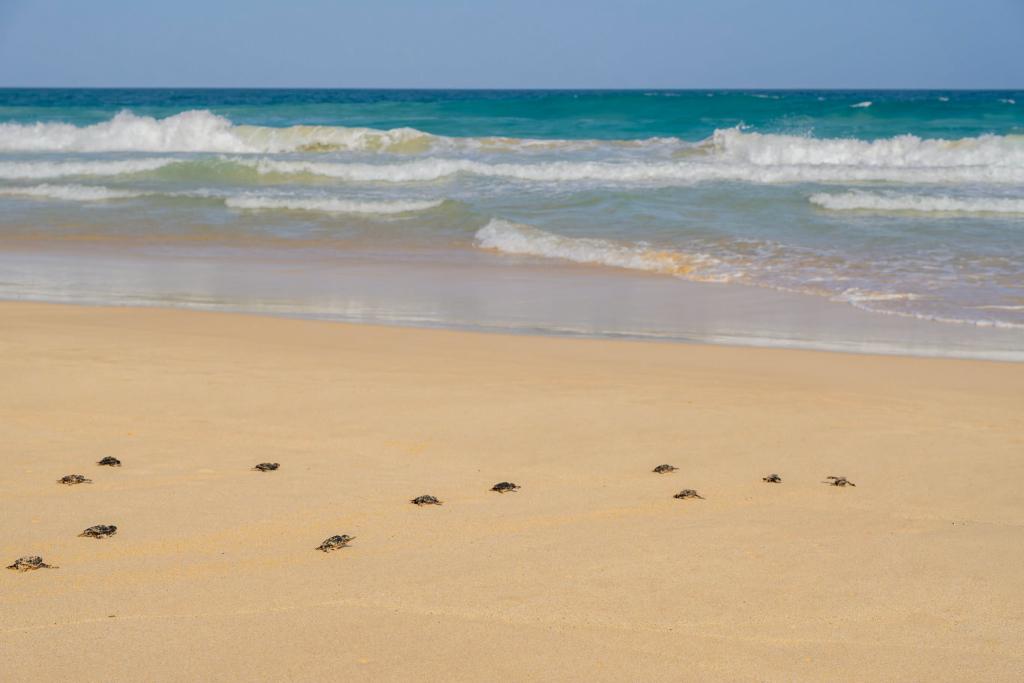 País/
Praia de João Barrosa regista mais de 9 mil ninhos de tartarugas marinhas em Agosto