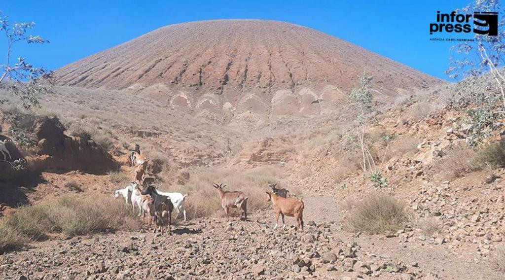 Economia/
 Criadores do Planalto Norte em Santo Antão pedem plano de salvamento do gado afectado pela seca severa