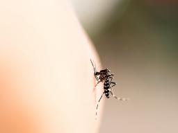 Dengue atingiu sobretudo crianças e adolescentes no pico da epidemia em 2024