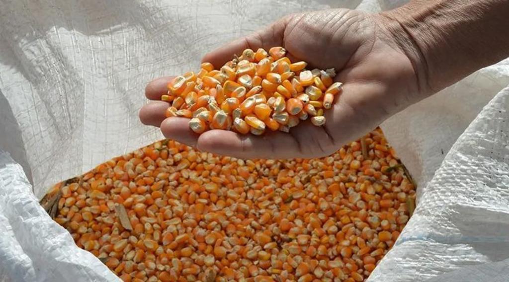 Economia/
Cotações internacionais do milho sobem e preços do arroz e óleo de soja recuam