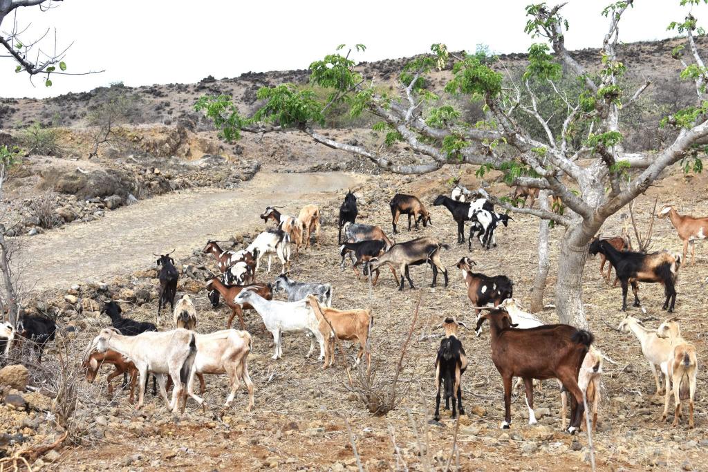 Economia/
Estado subsidia 50% da compra de alimentos para gado até Dezembro