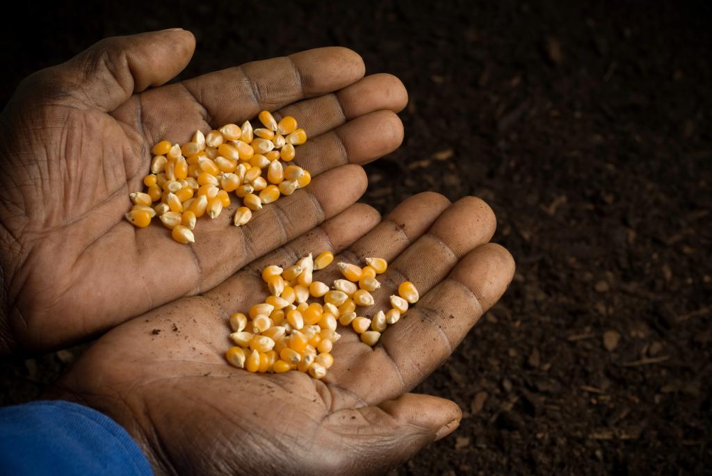 Mundo/
Fome aumenta no mundo e guerras ameaçam segurança alimentar global