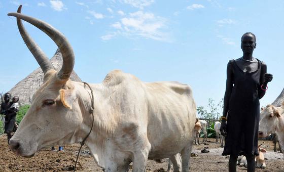 Sudão: Confrontos tribais por roubo de gado causam 350 mortos em 5 dias