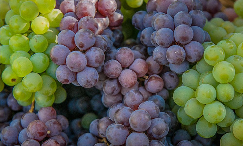 Praia: Criança de 7 anos morre após se engasgar com uvas (actualizada)