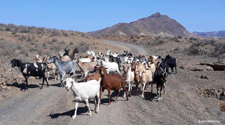 Porto Novo: Programa de confinamento do gado no Planalto Norte em risco devido a dificuldades dos criadores