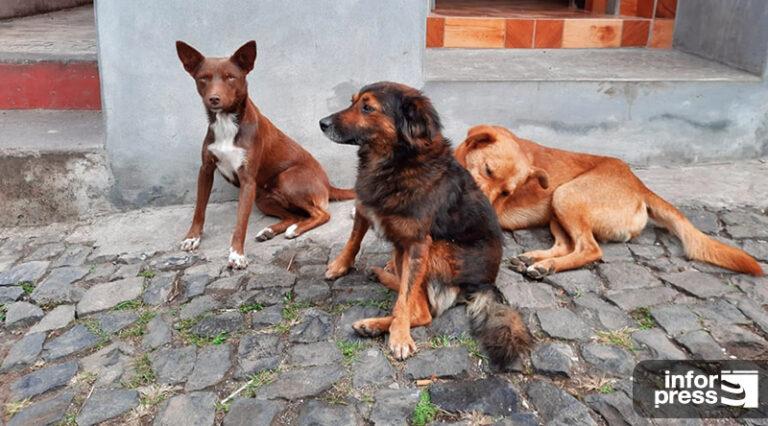 Praia: Campanha da Associação Bons Amigos já ultrapassou 200 animais