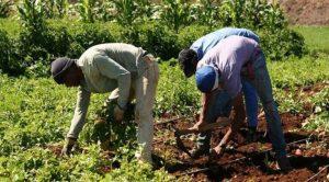 Profissionalização da Aliança de Produtores em Santo Antão
