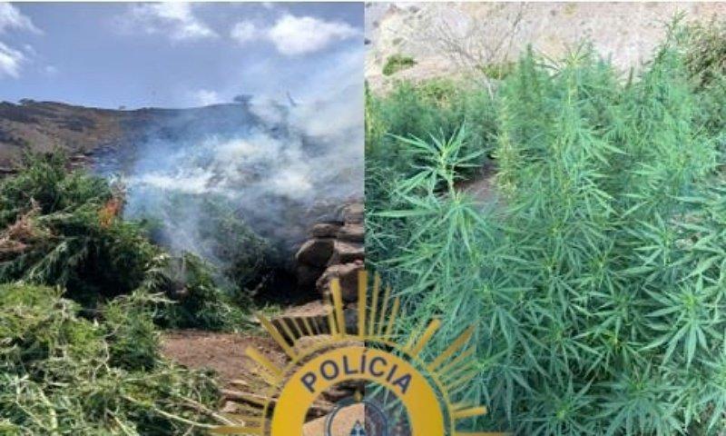 PJ Desmantela Plantação de 741 kg de Canábis em Santa Catarina