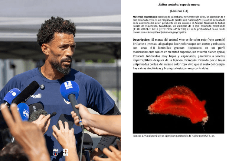 Nova espécie marinha é batizada em homenagem ao guarda-redes Vozinha