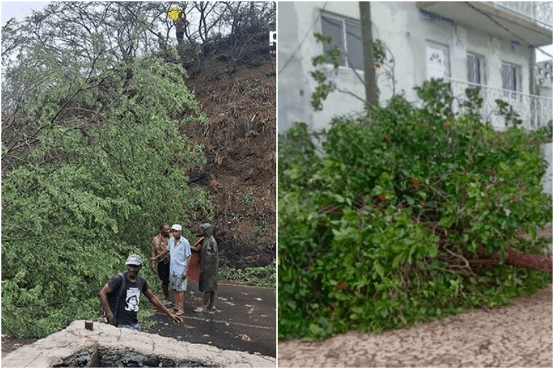 Chuva e vento provocam queda de árvores no Maio e no interior de Santiago