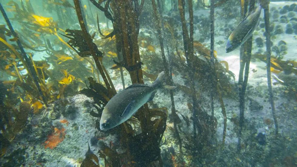 Dia Mundial dos Oceanos alerta para importância das áreas marinhas protegidas