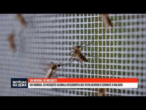 Dia Mundial do Mosquito assinala descoberta que revolucionou o combate à malária.