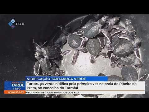 Tartaruga verde nidifica pela primeira vez na praia de Ribeira da Prata, no concelho do Tarrafal
