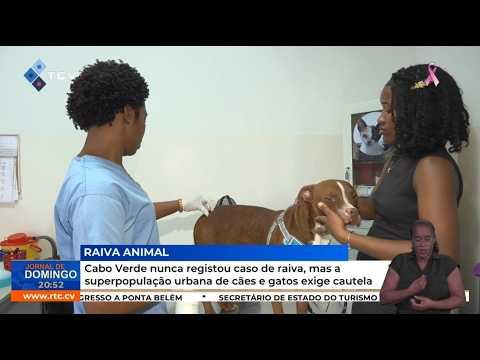 Cabo Verde nunca registou caso de raiva, mas a superpopulação urbana de cães e gatos exige cautela