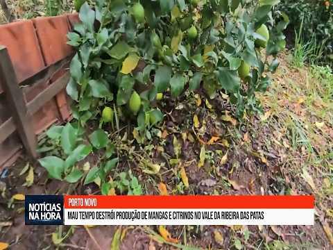 Mau tempo destrói produção de mangas e citrinos no vale da Ribeira das Patas.
