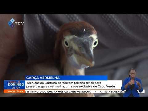 Técnicos da Lantuna percorrem terreno difícil para preservar garça vermelha,uma ave exclusiva de CV