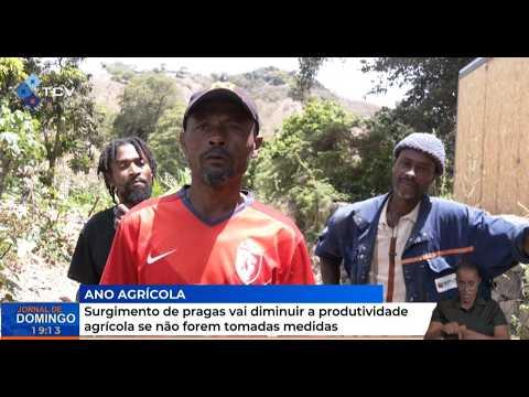 Surgimento de pragas vai diminuir a produtividade agrícola se não forem tomadas medidas