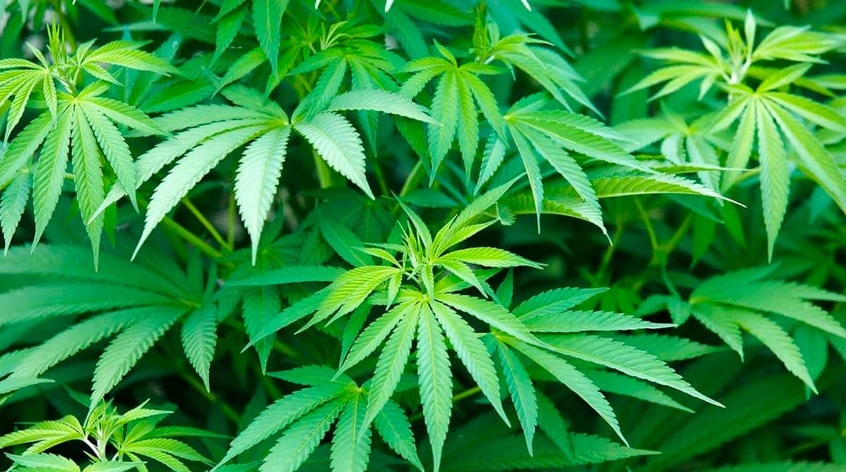 PJ apreende e destrói 413 quilos de canábis distribuídos por 3 plantações em Santiago