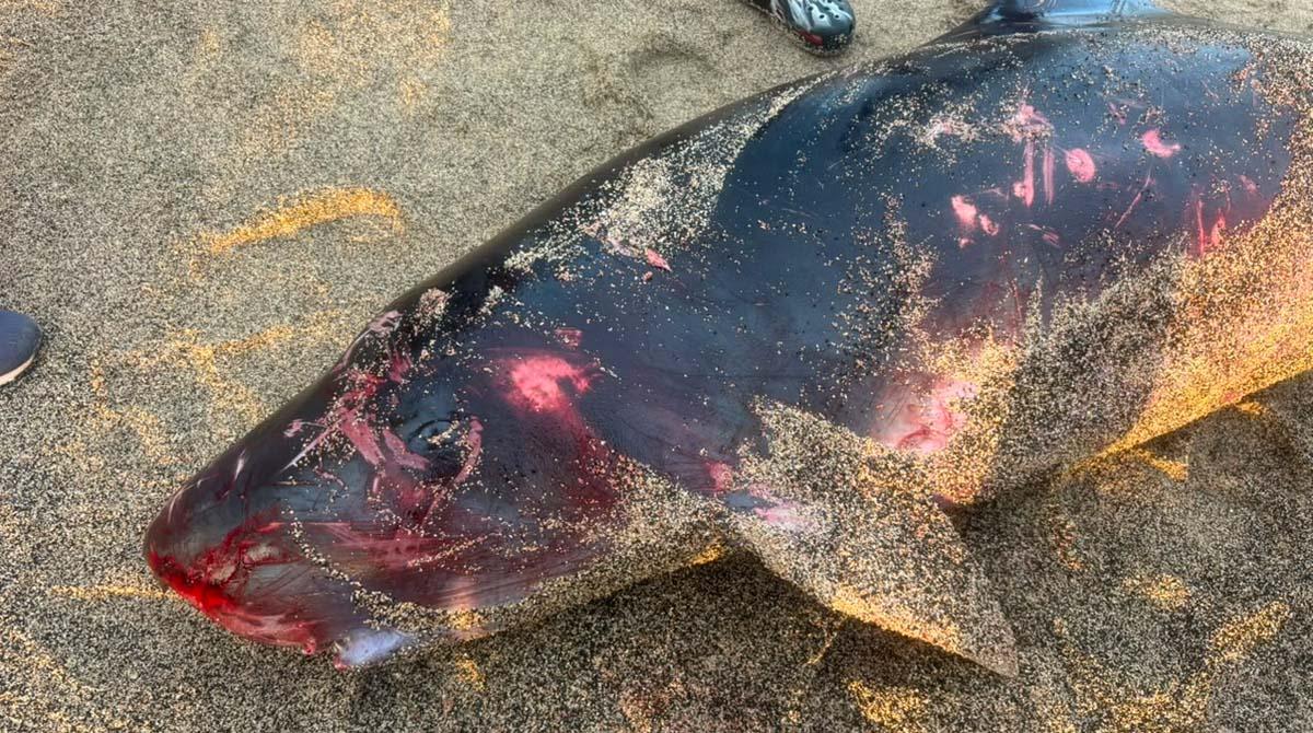 Cachalote-pigmeu encontrado morto na praia do Lazareto, em São Vicente