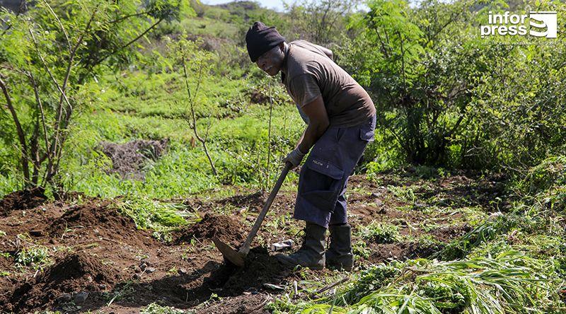 São Domingos: Precipitações recentes renovam esperança dos agricultores e garantem pasto para o gado