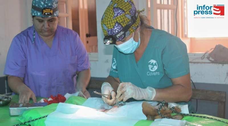 Ilha Brava: Associação Covets Lança Décima Campanha de Castração Canina