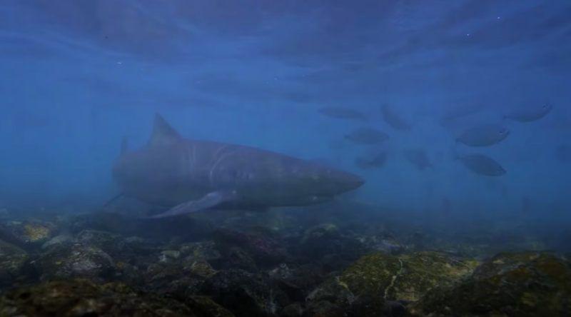 Mundial2026: Selecção aproveita projecção internacional para alertar sobre protecção marinha