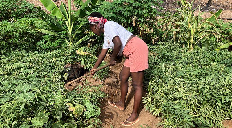 REPORTAGEM: Carla Ribeiro transforma paixão herdada pela terra em negócio agrícola na cidade da Praia (c/áudio)