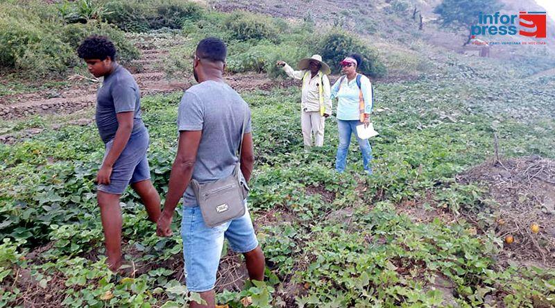 Porto Novo: Falta de mão de obra pode comprometer futuro da agricultura nos diferentes vales – agricultores