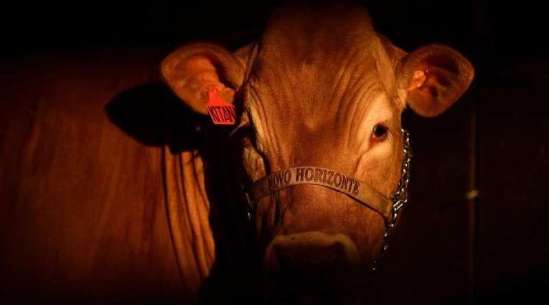 União Europeia suspende compra de carnes mas diz confiar no empenho do Brasil para retomar importações