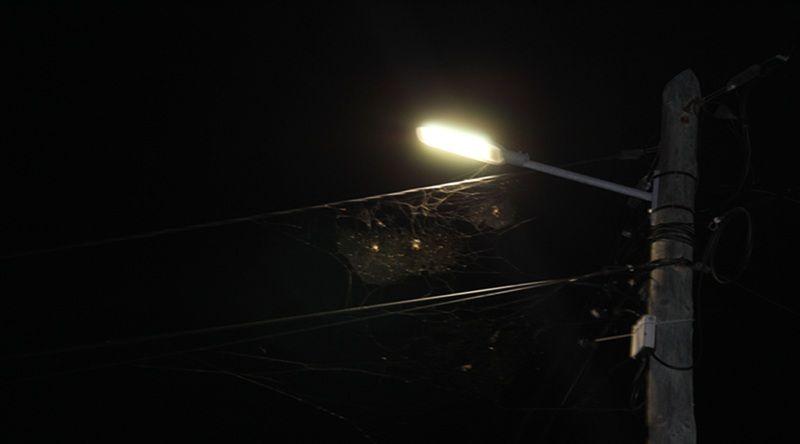 Iluminação LED em Porto Novo Prejudica Desova de Tartarugas Marinhas