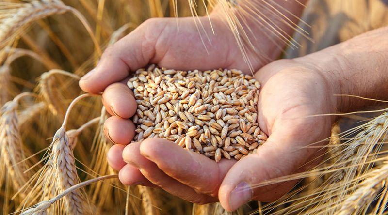 Calor e energia elevam preços mundiais dos alimentos em Julho – FAO