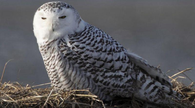 Mais 40 espécies migratórias passam a estar protegidas por convenção da ONU