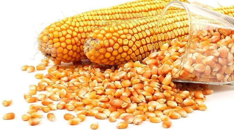 Mercado internacional regista baixa nos preços do trigo e milho e alta no arroz, óleo de soja e açúcar