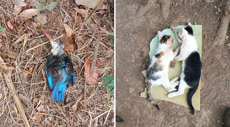 Tarrafal: Jovem alerta para morte de predadores naturais devido ao uso indiscriminado de veneno para ratos
