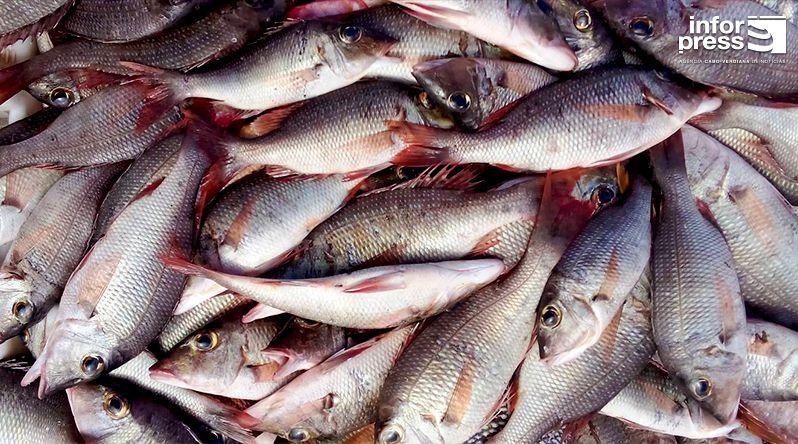 Porto Novo: Projeto de Pesca Sustentável Prevê Dez Unidades de Processamento
