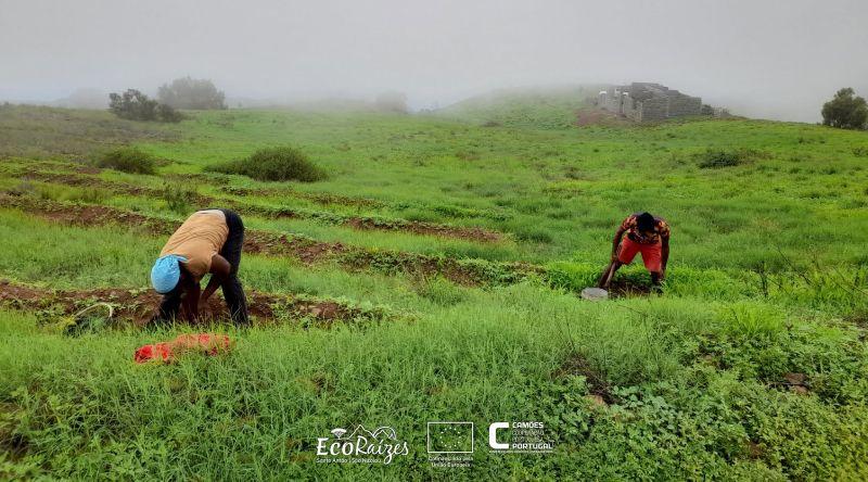 Porto Novo: Parque natural de Topo de Coroa recebe campanha de florestação promovida pelo Projecto EcoRaízes