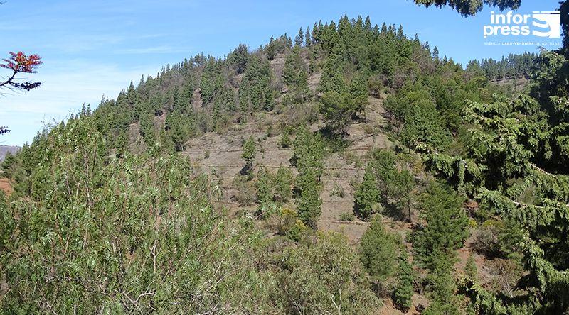 Santo Antão: Fundação Fundamental denuncia queimadas na preparação de terrenos nos arredores da floresta do Planalto Leste