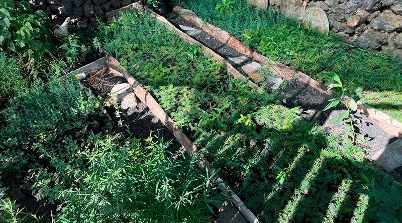 Fogo: Associação Projecto Vitó inicia hoje campanha para fixar mais de seis mil plantas no perímetro de Monte Velha