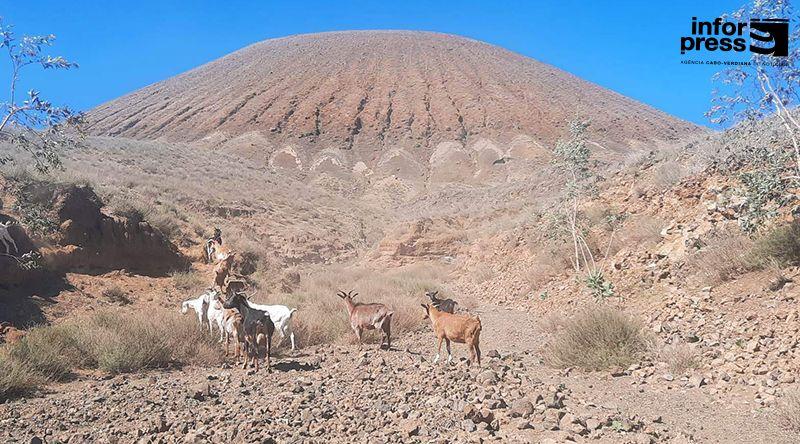 Porto Novo/Ano agrícola: Criadores do Planalto Norte pedem plano de salvamento do gado afectado pela seca severa