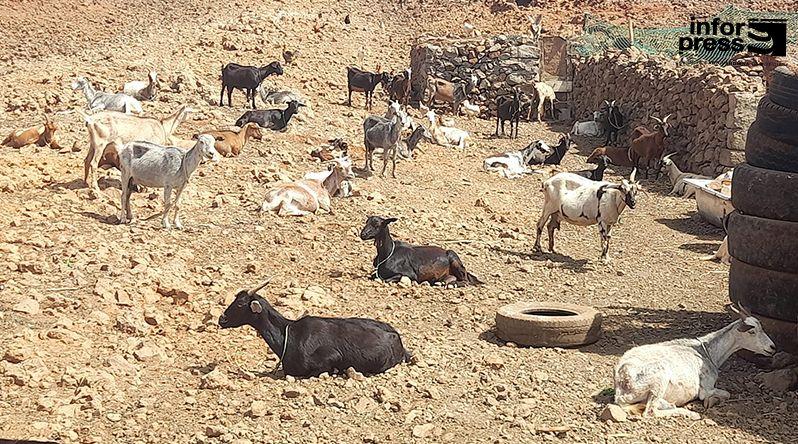 Porto Novo: Criadores de gado da zona baixa dizem que demora de chuvas começa a preocupar a classe