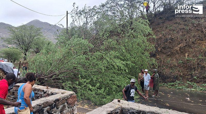 São Lourenço dos Órgãos: Queda de árvore devido a chuva e vento condiciona circulação na estrada principal