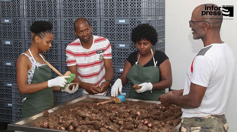 Cultivo do Inhame em Tarrafal de Monte Trigo Retoma Normalidade