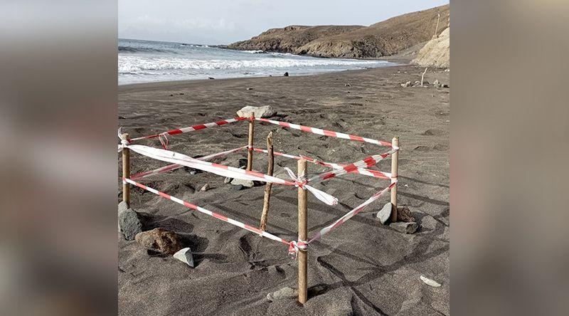Festival Curraletes/Porto Novo: TerriMar alerta para presença de ninhos de tartaruga marinha na praia