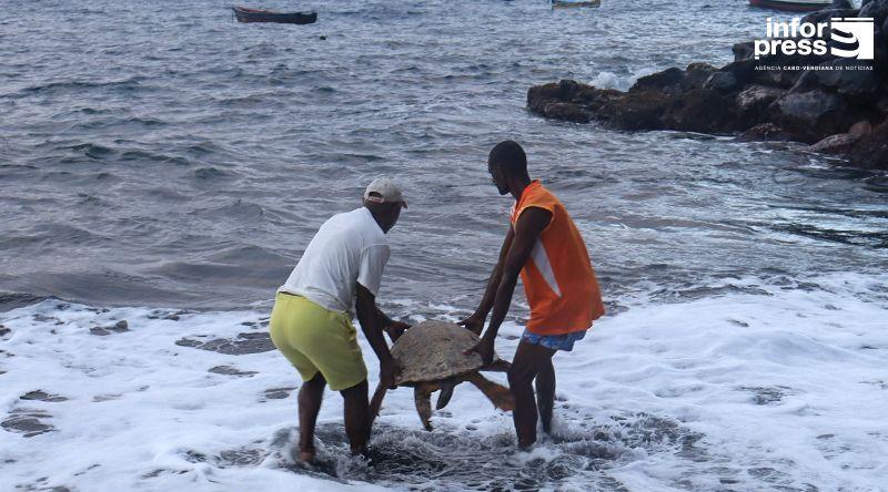 Santo Antão: TerriMar lança campanha “Apadrinhe um ninho de tartarugas marinhas”