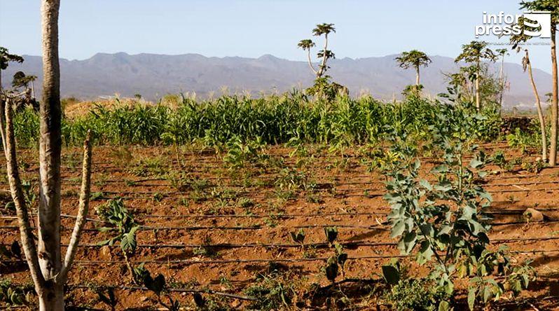 Porto Novo: Mais de metade dos jovens agricultores em Ponte Sul/Chã de Mato já está a produzir – MA