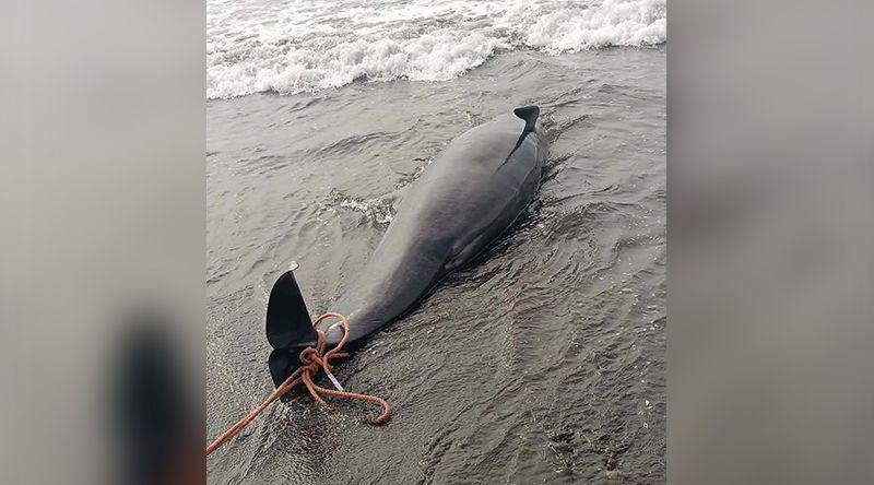Porto Novo: Baleia de mais de seis metros encontrada morta na praia de Curraletes