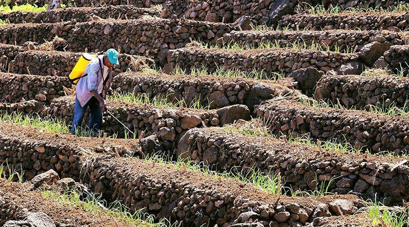FAO e China apoiam Cabo Verde no reforço do conhecimento e capacidade de resposta à praga dos mil-pés