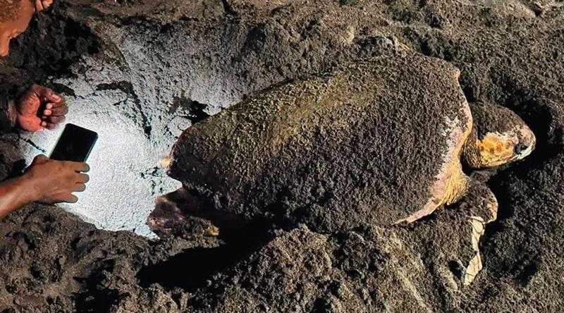 Porto Novo: Terrimar enaltece exemplo de cidadania de jovem que protegeu desova de tartaruga na praia do Armazém