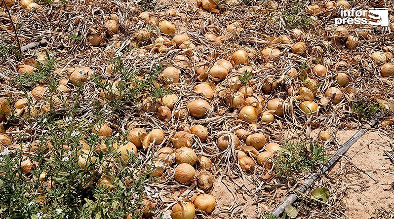 Produção Agrícola em Boa Vista em Perigo devido a Falta de Infraestruturas