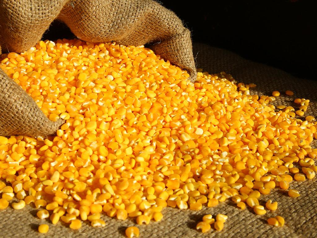 MOAVE vai queimar 184 toneladas de milho. Ausência de Estado determinante
